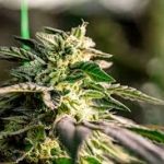 Cannabis Seeds Rhode Island Growing Potential and Legal Insights Cannabis Seeds Rhode Island Growing Potential and Legal Insights
