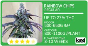 Cannabis Seeds Rhode Island Growing Potential and Legal Insights Cannabis Seeds Rhode Island Growing Potential and Legal Insights