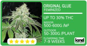 Cannabis Seeds Rhode Island Growing Potential and Legal Insights Cannabis Seeds Rhode Island Growing Potential and Legal Insights